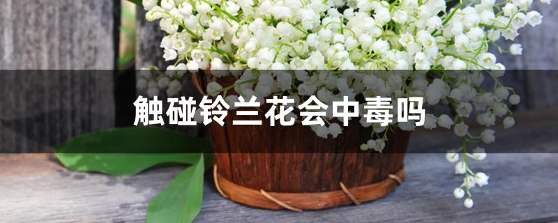 触碰铃兰花会中毒吗