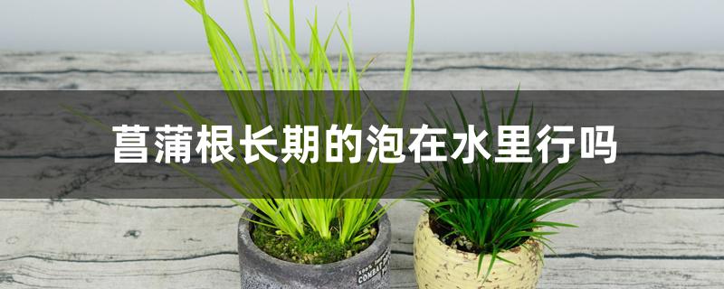 菖蒲根长期的泡在水里行吗