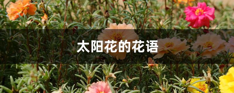 太阳花的花语