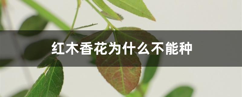 红木香花为什么不能种