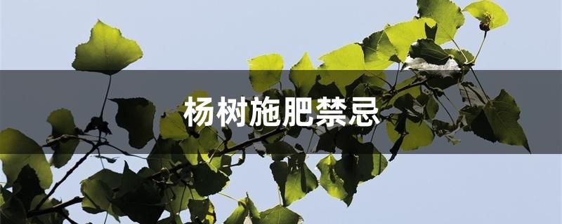 杨树施肥禁忌