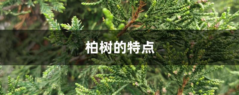 柏树的特点