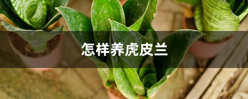 怎样养虎皮兰