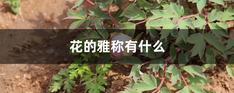 花的雅称有什么