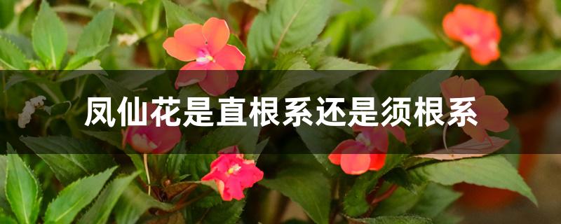 凤仙花是直根系还是须根系