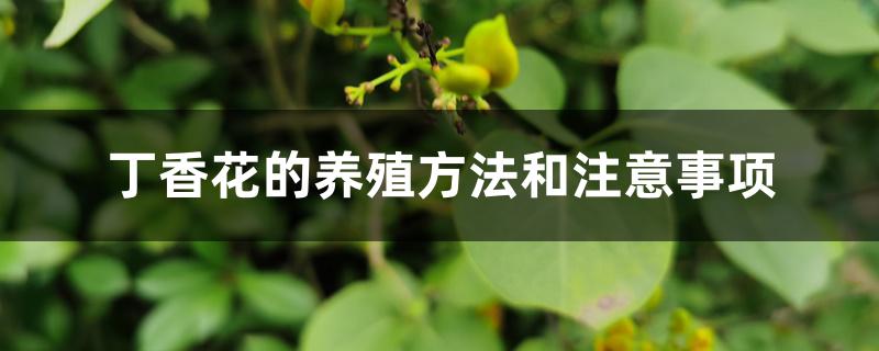 丁香花的养殖方法和注意事项