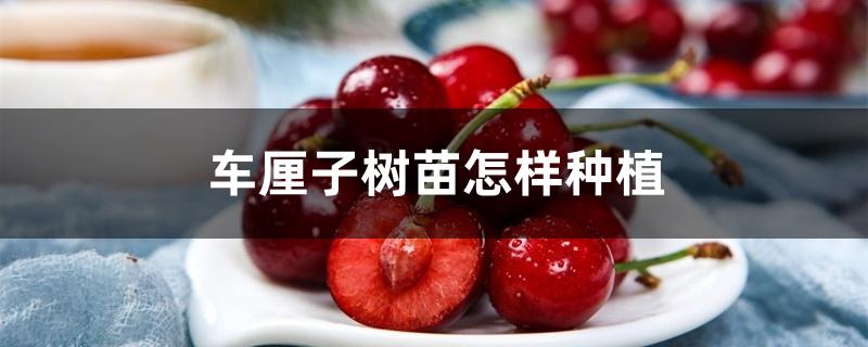 车厘子树苗怎样种植