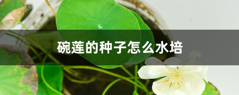 碗莲的种子怎么水培