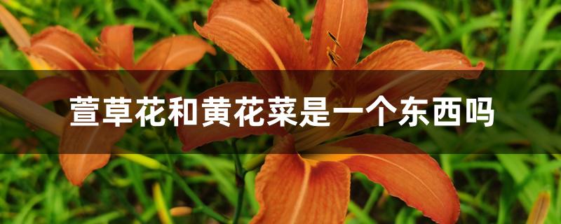 萱草花和黄花菜是一个东西吗