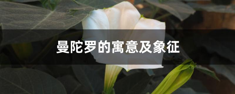 曼陀罗的寓意及象征