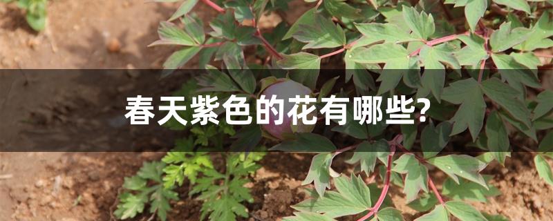 春天紫色的花有哪些?