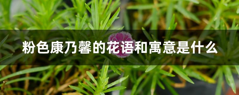 粉色康乃馨的花语和寓意是什么