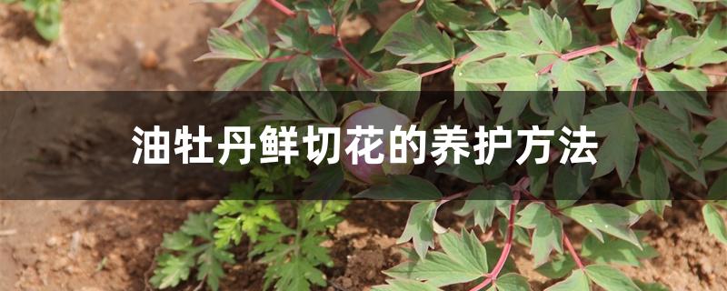 油牡丹鲜切花的养护方法