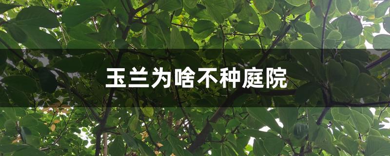 玉兰为啥不种庭院