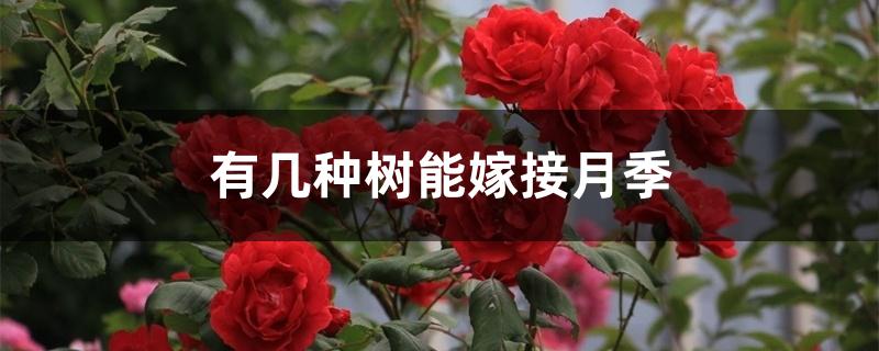 有几种树能嫁接月季