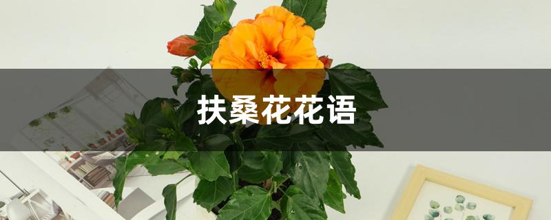 扶桑花花语