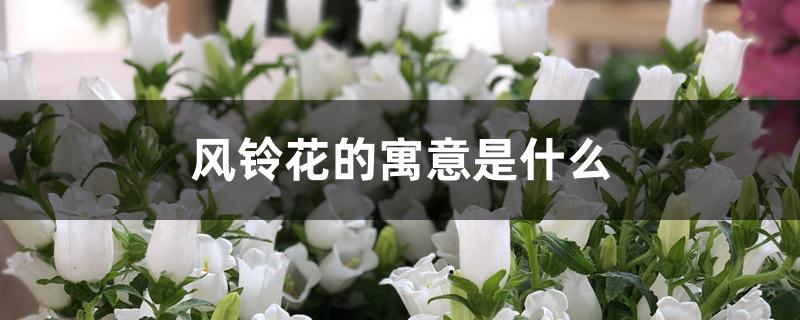 风铃花的寓意是什么