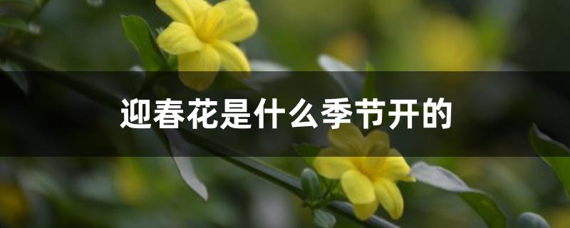 迎春花是什么季节开的