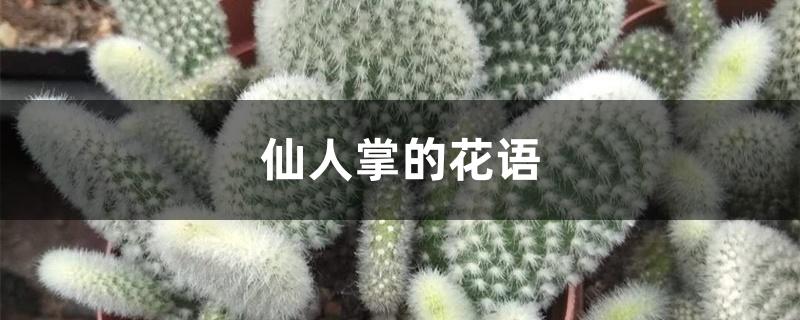 仙人掌的花语