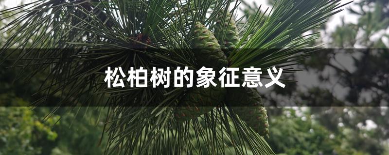 松柏树的象征意义