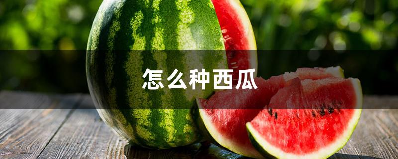 怎么种西瓜 怎么种西瓜