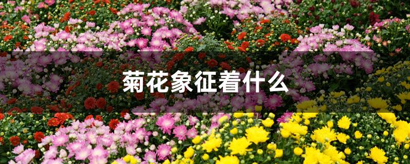 菊花象征着什么