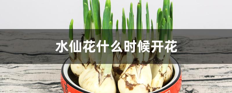 水仙花什么时候开花 水仙花什么时候开花