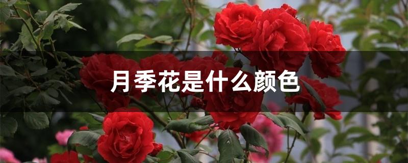 月季花是什么颜色