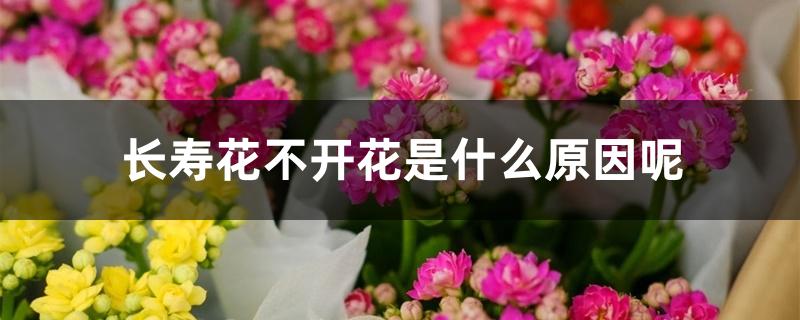 长寿花不开花是什么原因呢