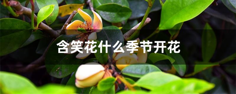 含笑花什么季节开花