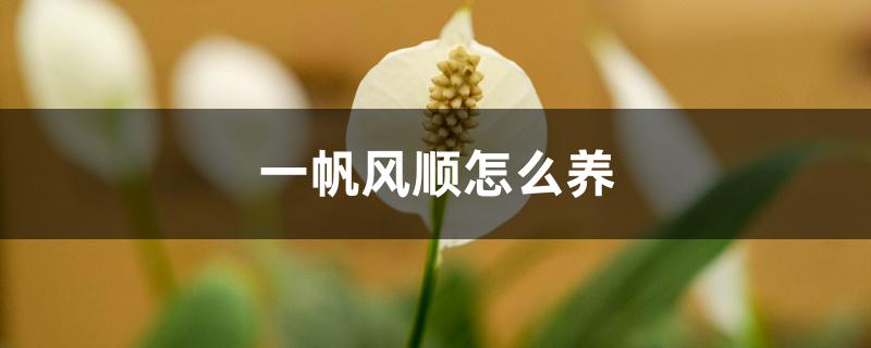 一帆风顺怎么养