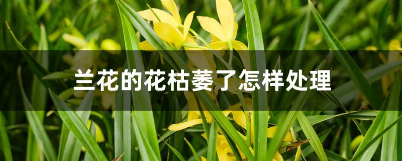 兰花的花枯萎了怎样处理