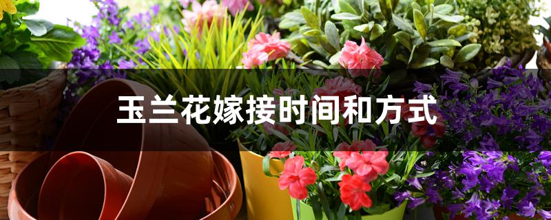 玉兰花嫁接时间和方式