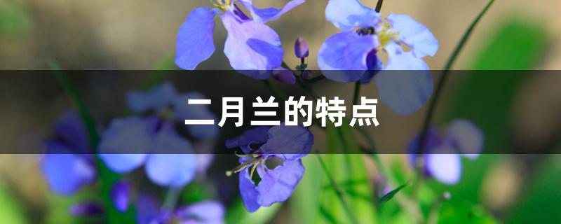 二月兰的特点