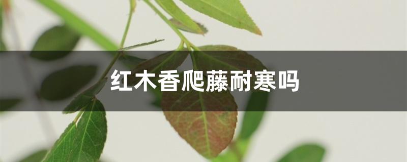 红木香爬藤耐寒吗