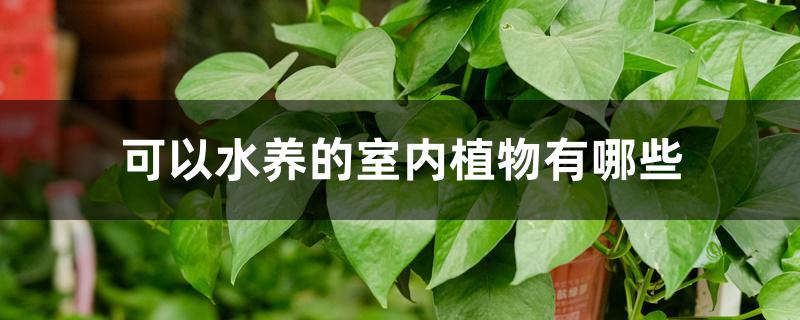 可以水养的室内植物有哪些