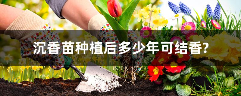 沉香苗种植后多少年可结香? 沉香苗种植后多少年可结香?