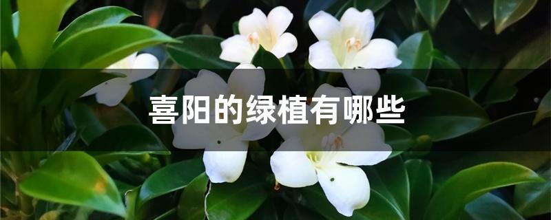 喜阳的绿植有哪些