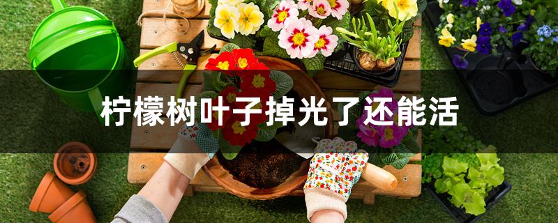 柠檬树叶子掉光了还能活 柠檬树叶子掉光了还能活
