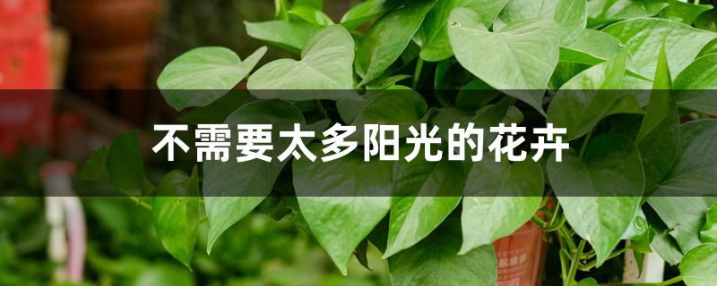 不需要太多阳光的花卉 不需要太多阳光的花卉