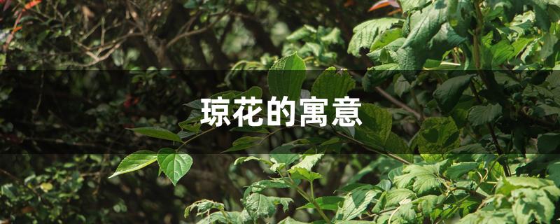 琼花的寓意 琼花的寓意