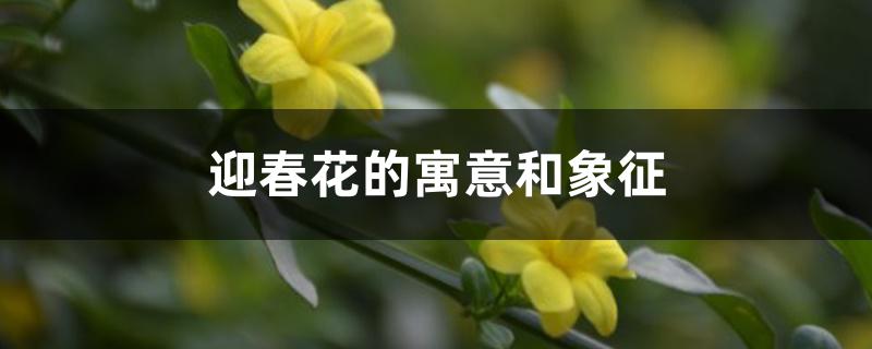 迎春花的寓意和象征