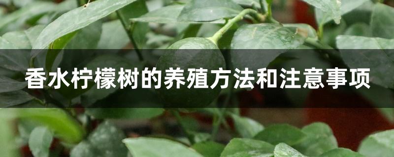 香水柠檬树的养殖方法和注意事项