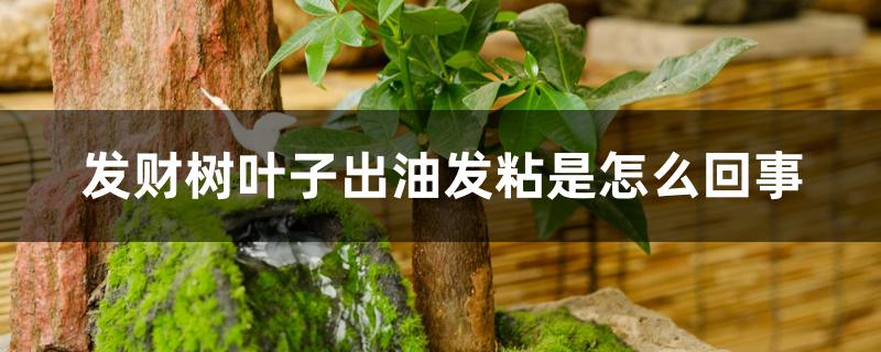 发财树叶子出油发粘是怎么回事