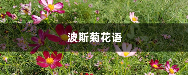 波斯菊花语