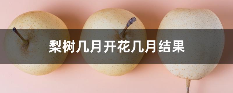 梨树几月开花几月结果 梨树几月开花几月结果