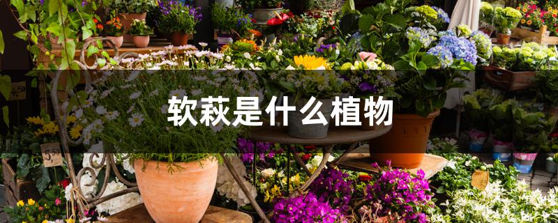 软萩是什么植物 软萩是什么植物