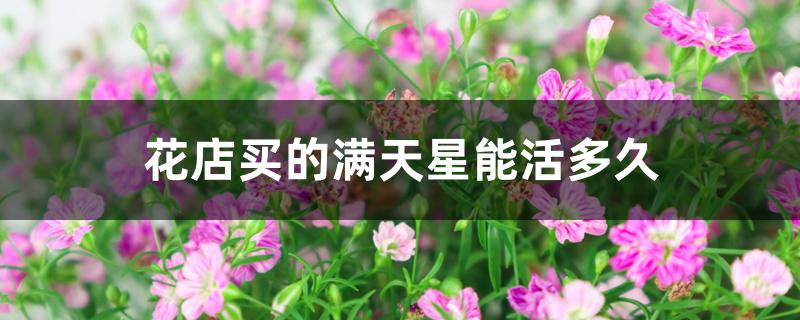 花店买的满天星能活多久