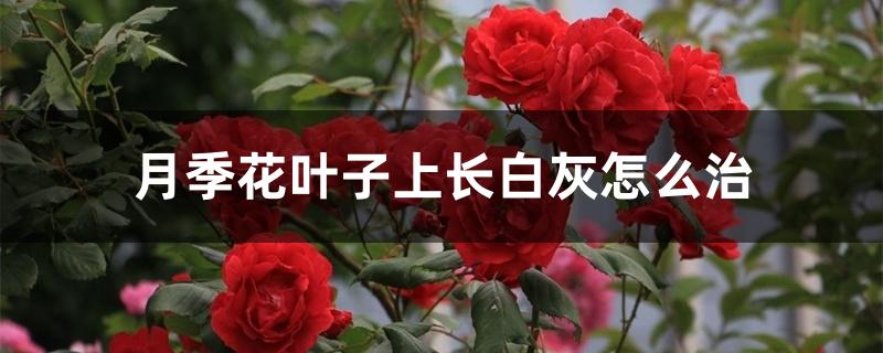 月季花叶子上长白灰怎么治