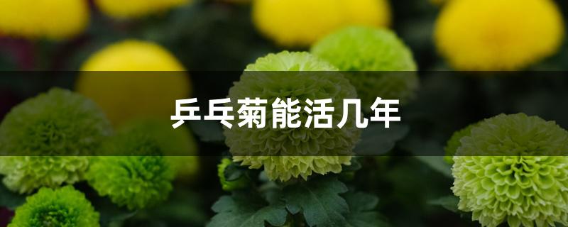 乒乓菊能活几年